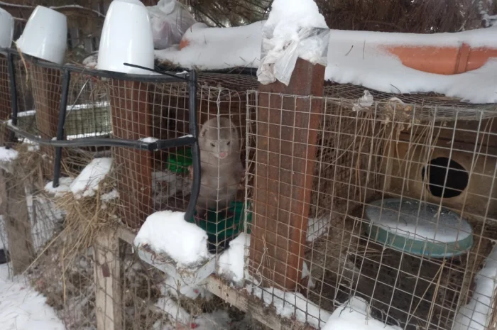 Норки самець і самка для розведення- фото № 2