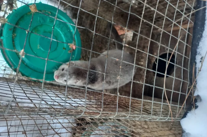 Норки самець і самка для розведення- фото № 3