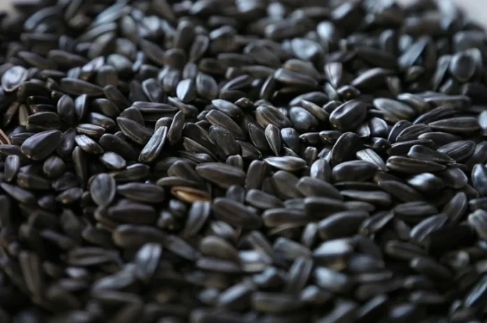 Продам соняшник 100 т- фото № 1