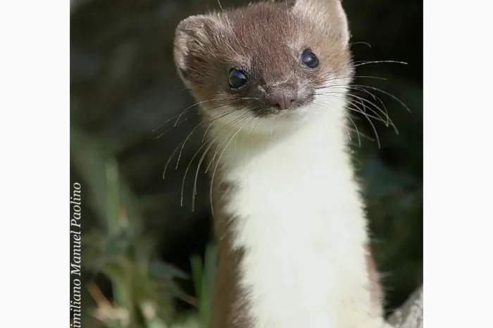 Куплю ласку- фото № 1