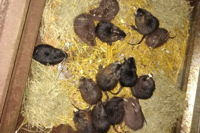 Щенки нутрий на продажу- фото № 1