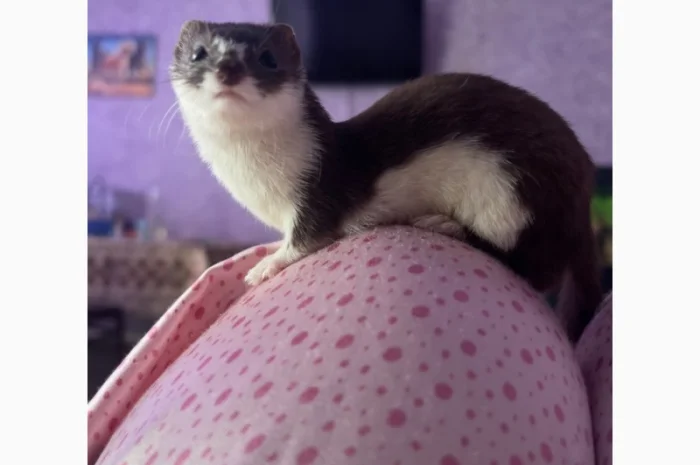 Куплю ласку на хорошие условия- фото № 1