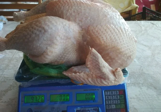 Продается мясо домашней индейки- фото № 1