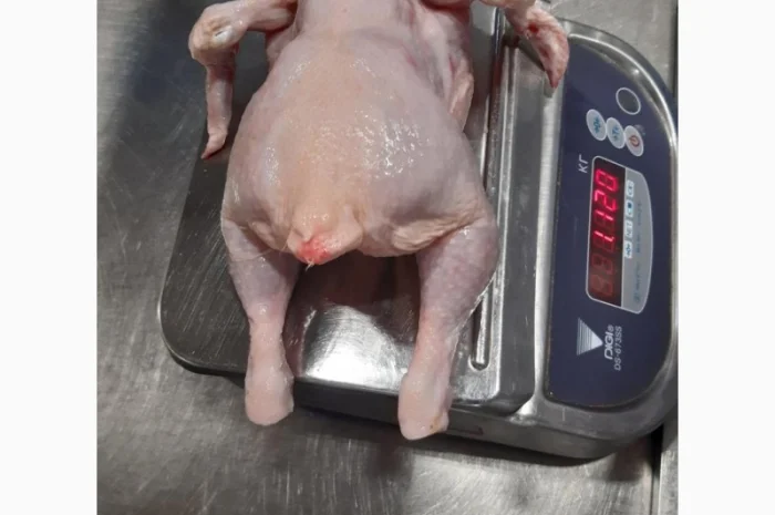 Продам курицу замороженую на экспорт от компании экспортера с 20 тонн- фото № 2