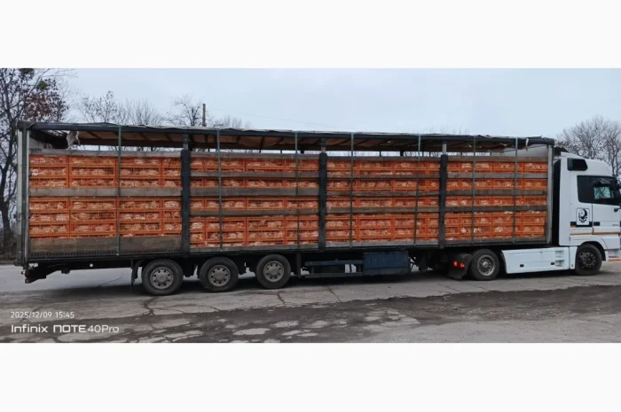 Куплю жилок курку несушку- фото № 1