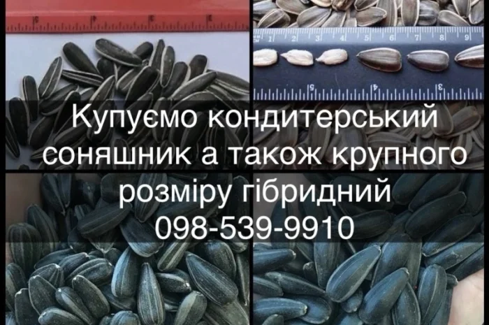 Закуповуємо КОНДИТЕРСКИЙ соняшник а також КРУПНОГО розміру гібридний полосатий та чорний- фото № 1