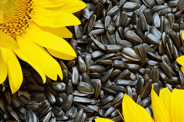 Продам соняшник 50 т- фото № 1