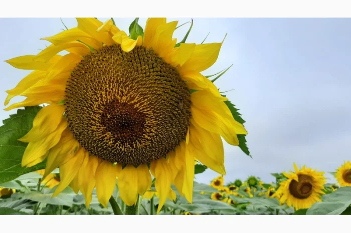 Насіння соняшнику гібрид ФЛЕШ (стандарт- фото № 2