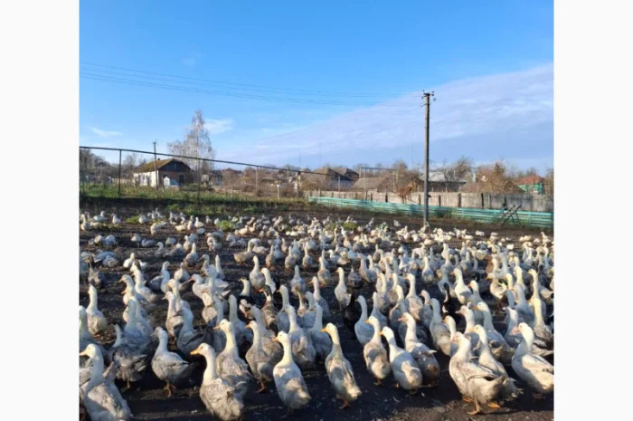 Продаются тушки домашних уток- фото № 2