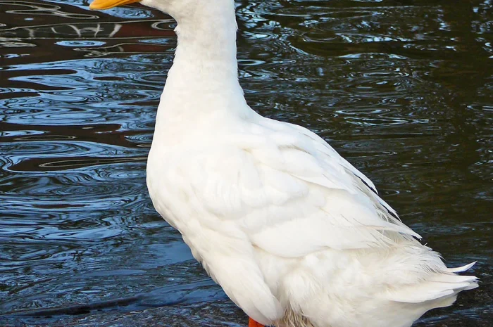 Пропонується жива качка на постійній основі- фото № 2