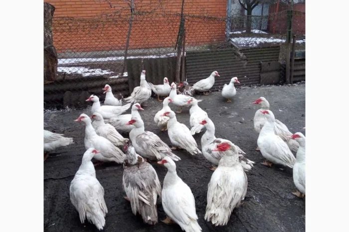 Продаются тушки индокачек оптом и в розницу- фото № 2