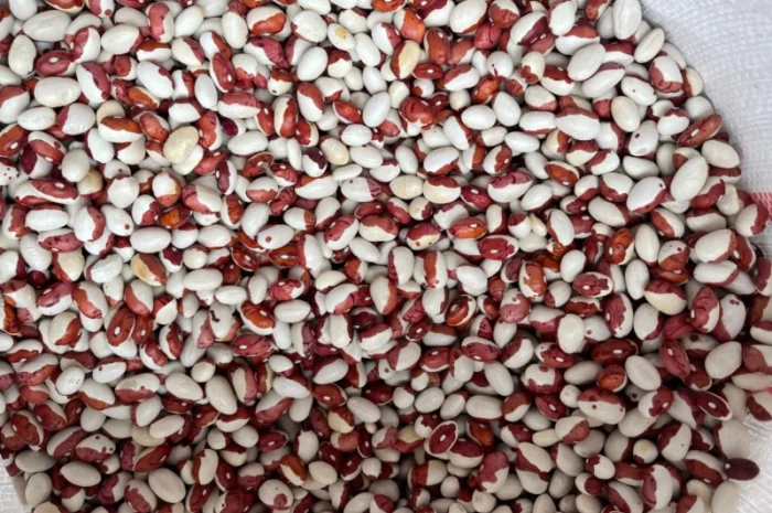 Куплю Фасоль Червона Шапочка- фото № 1