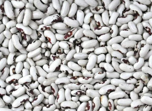 Продаж високоякісної квасолі з доставкою- фото № 1