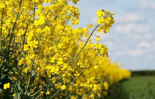 Купуємо рапс від 100т. БЕЗНАЛ- фото № 1