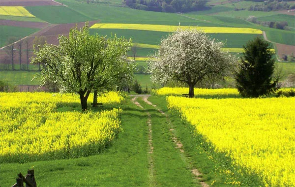 Куплю рапс різну кількість БЕЗНАЛ- фото № 1
