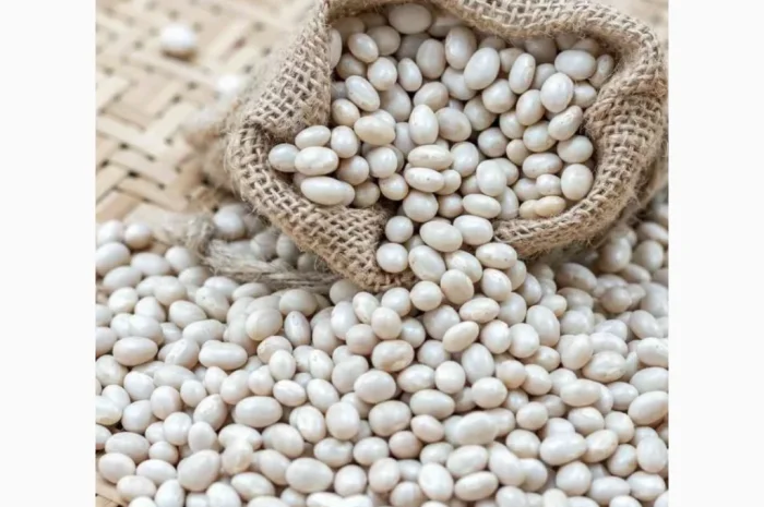 Насіння квасолі SV1893GH - І репродукція- фото № 1