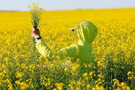 Куплю рапс від 50т. БЕЗНАЛ- фото № 1