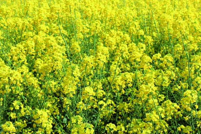 Куплю рапс з господарства БЕЗНАЛ- фото № 1