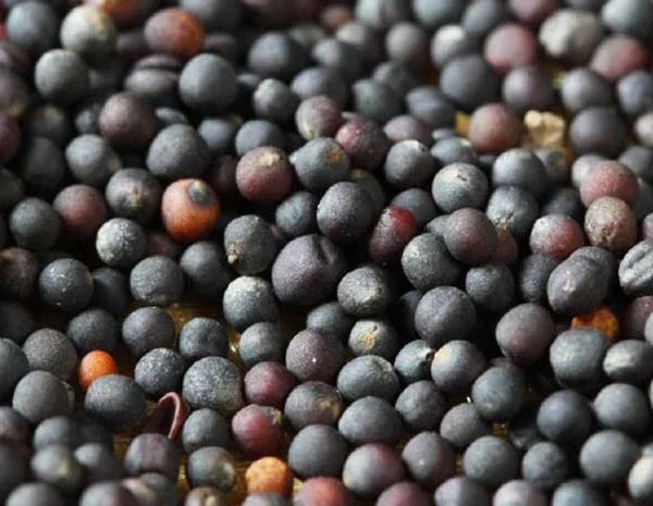 Закуповуємо Ріпак від 25 тон для Переробки Самовивіз- фото № 1