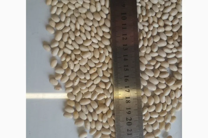 Продамо квасолю білу врожаю 2025 року- фото № 1