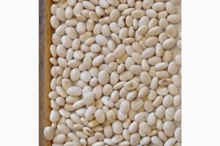 Продамо квасолю білу врожаю 2025 року- фото № 2