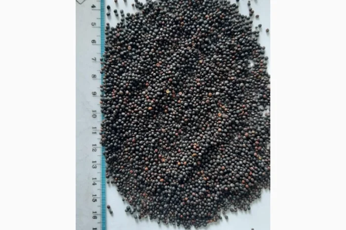 Ріпак- фото № 1