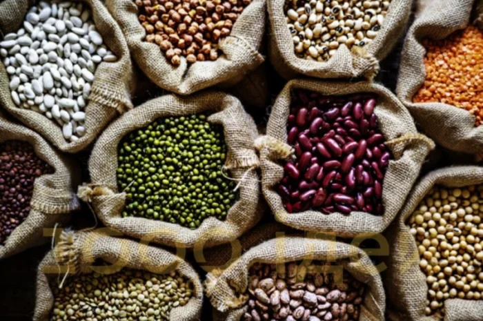 Насіння квасолі. Посівмат квасолі- фото № 1