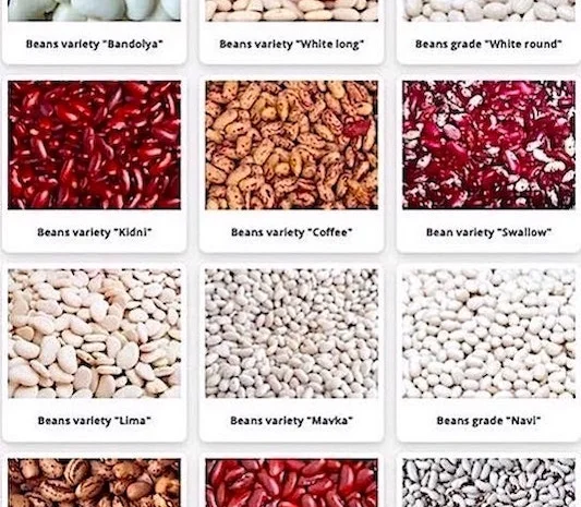 Сортова квасоля. Кідні- фото № 1