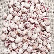 Продаж насіння квасолі. Посівний матеріал квасолі. Опт- фото № 1