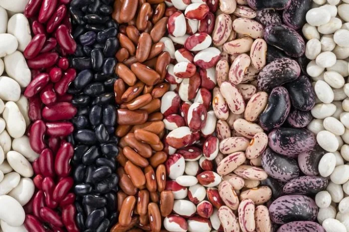 Продаем семена фасоли разных сортов- фото № 1