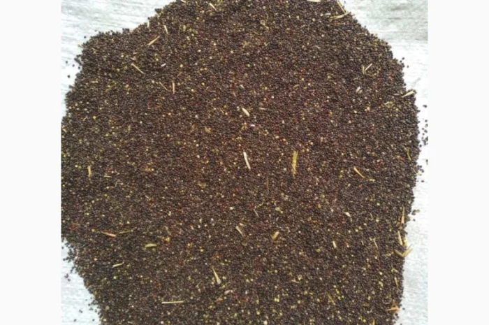 Рапс сорный- фото № 1