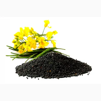 Продається ріпак БЕЗ ГМО- фото № 1