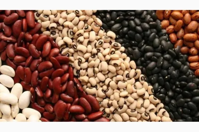 Закупка квасолі різних сортів для переробки- фото № 1