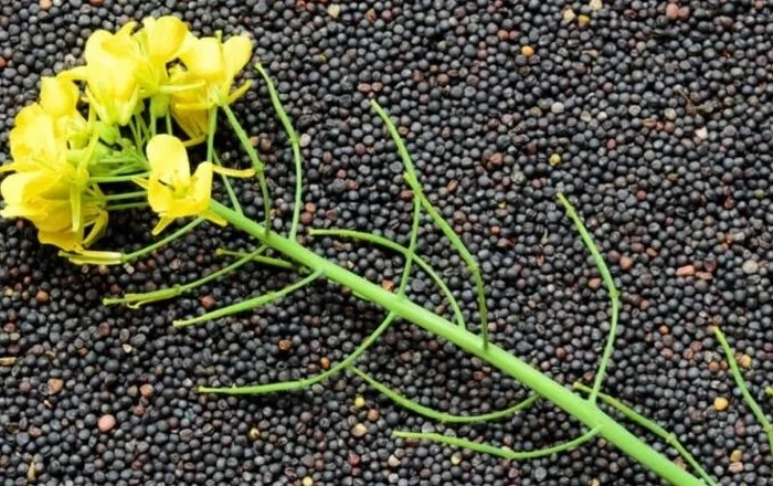 Продам ріпак- фото № 1