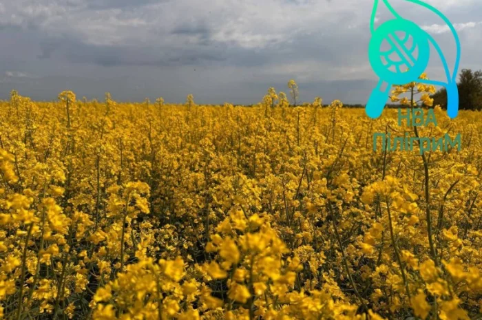 Насіння озимого ріпаку під різні технології обробітку- фото № 4