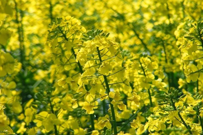 Насіння Канадського ріапка- фото № 4