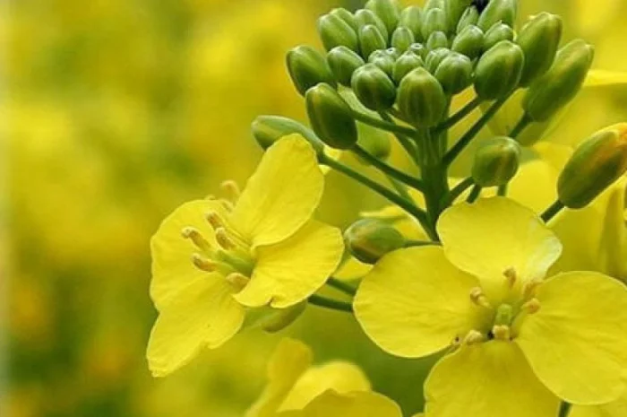 Озимый рапс Мистери- фото № 1