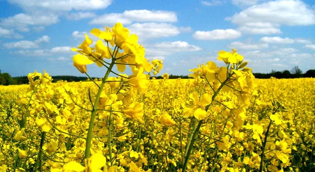 Озимый рапс Мистери- фото № 2