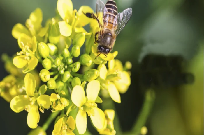 Озимый рапс Мистери- фото № 4