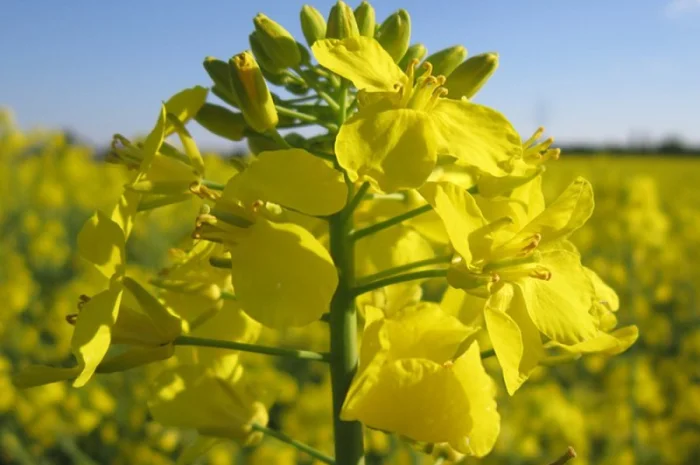 Озимый рапс Мистери- фото № 6