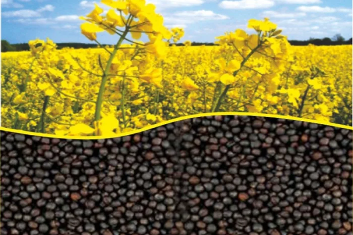 Гибрид рапса Аляска Канадские семена- фото № 3