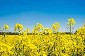 Гибрид рапса Аляска Канадские семена- фото № 5