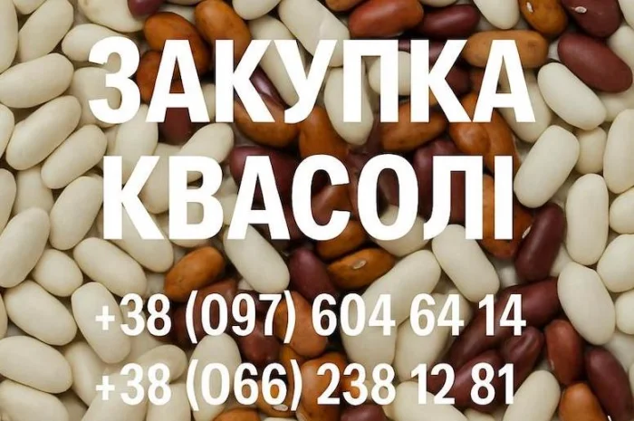 Покупаем фасоль для нужд предприятия- фото № 1