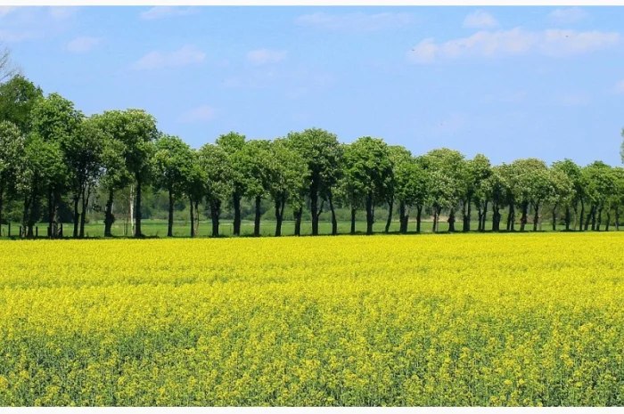 Наша компанія постійно закуповує Ріпак по всей території України- фото № 2