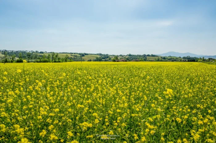 Ріпак Рапс Ріпак купуемо- фото № 1
