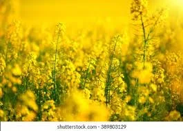 Куплю Рапс по всій Україні- фото № 1