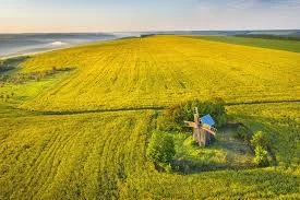 Закупка Ріпаку без ГМО по Україні- фото № 1