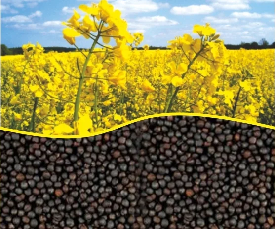 Закупаем рапс- фото № 1