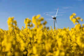 Купимо Ріпак Можливий самовивіз по всій Україні- фото № 1