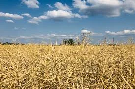 Куплю РІПАК без ГМО по всій Україні- фото № 1